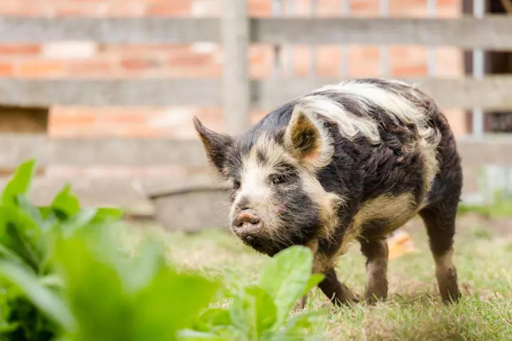 Piglet Lodge Pebworth 외부 사진